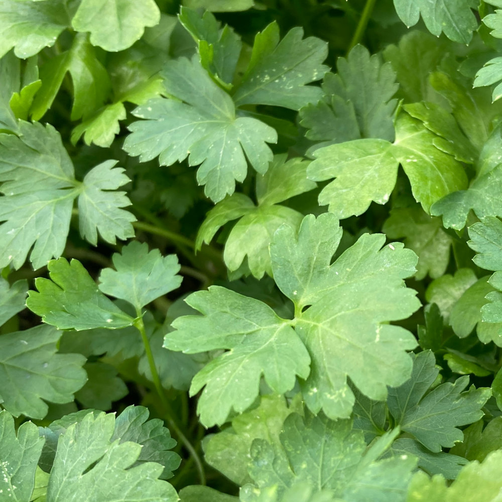 Parsley Seeds Italian Giant